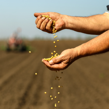 The translation of "Silphie Anbau" from German to Spanish is "Cultivo de Silphie.