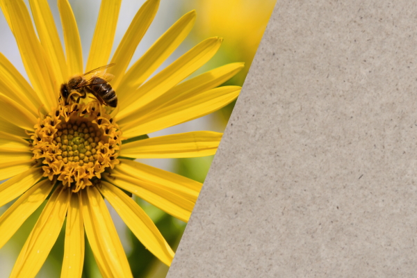 Planta Silphie con abeja y papel Silphie en pantalla dividida