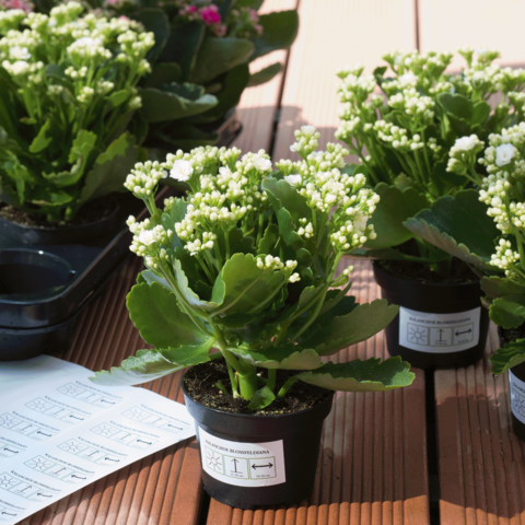 Blühende Kalanchoe-Pflanzen in Töpfen auf einem Tisch, umgeben von weiteren Pflanzen. Anleitungen liegen daneben.